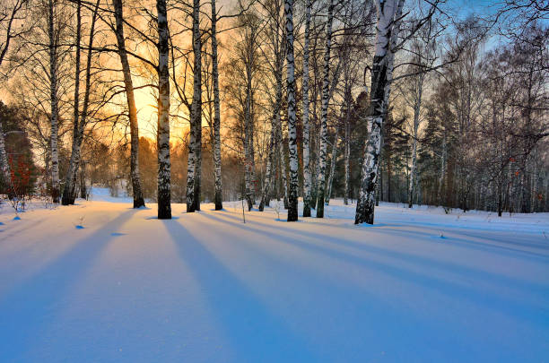 istock Winter Sunrise in the Birches Grove 641725864