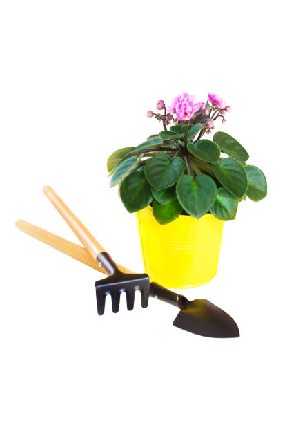 istock Violet in a flowerpot with shovel and rake. 641726004