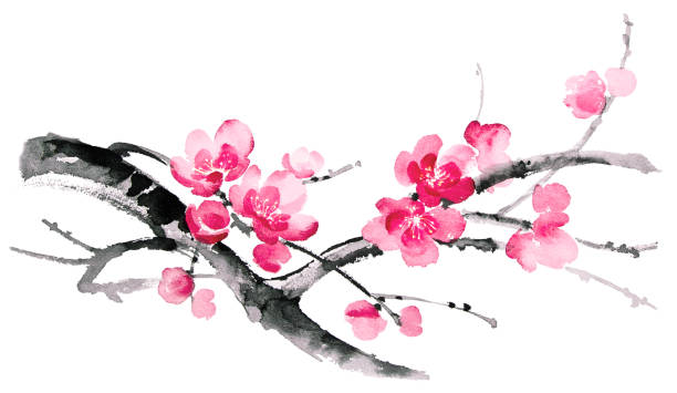 tinte-illustration von sakura. sumi-e-stil. - japanische blütenkirsche stock-grafiken, -clipart, -cartoons und -symbole