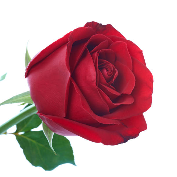 istock red rose flower isolated on white background 641728304