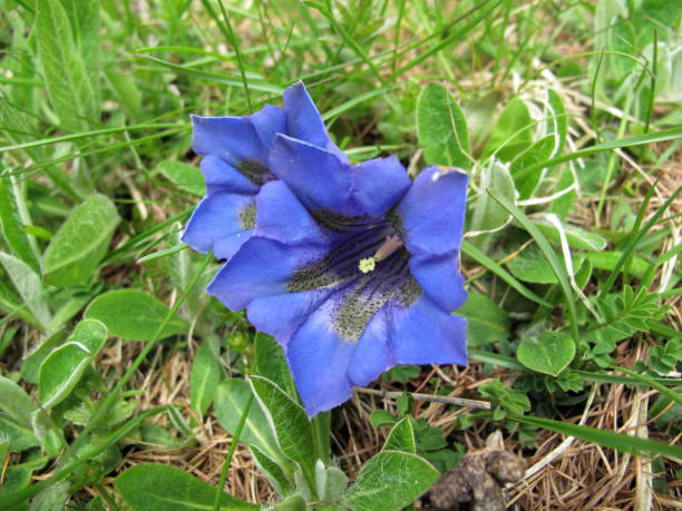 Gentiana Gentiana blue flower alpine hulsea photos stock pictures, royalty-free photos & images