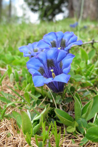 Gentiana Gentiana blue flower alpine hulsea photos stock pictures, royalty-free photos & images