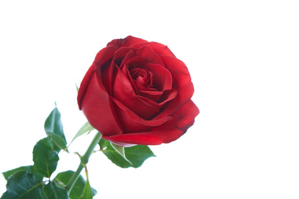 istock red rose flower isolated on white background 641730384
