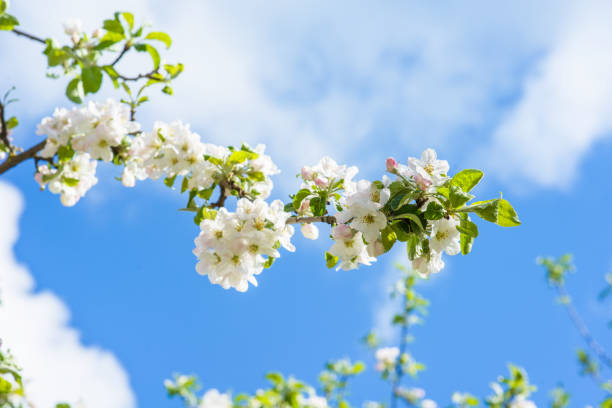 istock Flowers of a tree  an apple 641730492