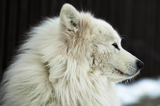 美しい白いサモエド犬の品種、犬の屋外 - danny dog ストックフォトと画像