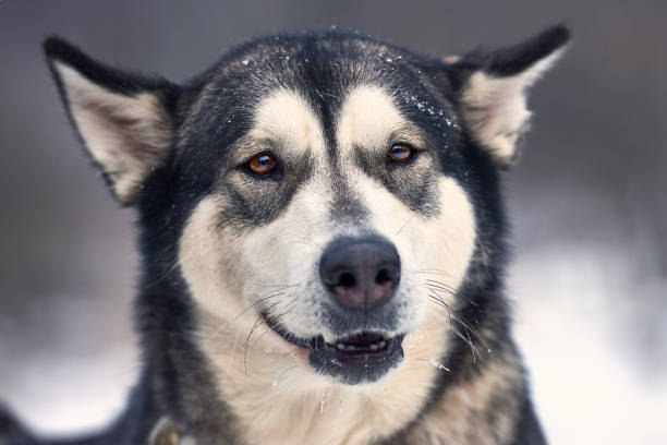 겨울에는 자연에서 malamute 알래스카 - danny dog 뉴스 사진 이미지