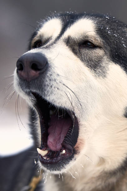 겨울에는 자연에서 malamute 알래스카 - danny dog 뉴스 사진 이미지