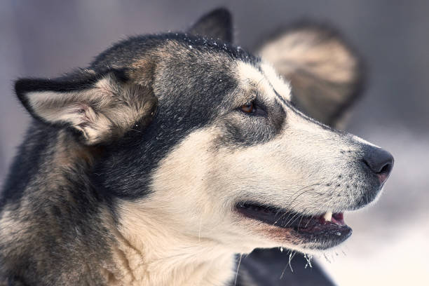 겨울에는 자연에서 malamute 알래스카 - danny dog 뉴스 사진 이미지