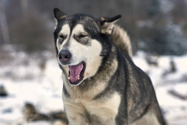 겨울에는 자연에서 malamute 알래스카 - danny dog 뉴스 사진 이미지