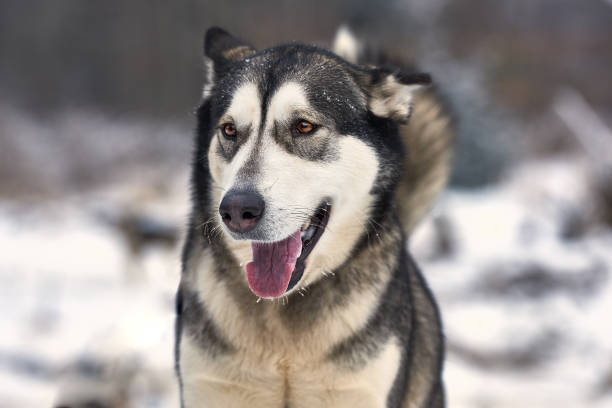 �겨울에는 자연에서 malamute 알래스카 - danny dog 뉴스 사진 이미지