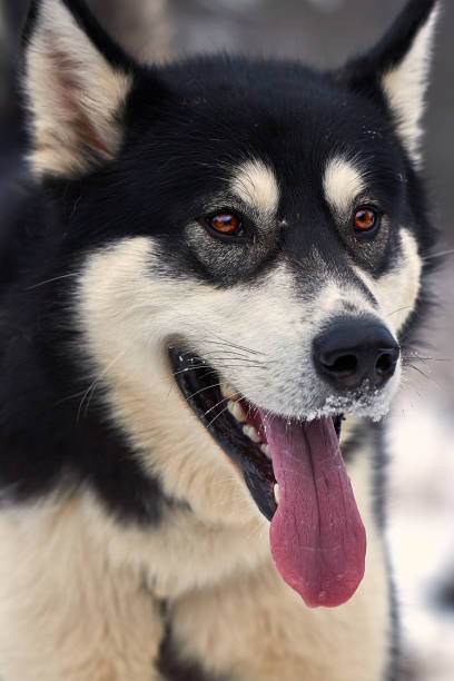 istock Close up on  a beautiful husky dog. 641733416