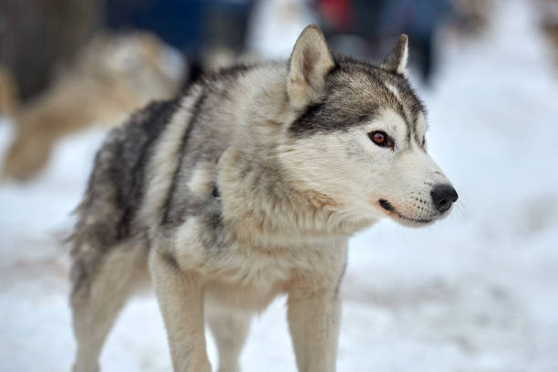 겨울에는 자연에서 malamute 알래스카 - danny dog 뉴스 사진 이미지