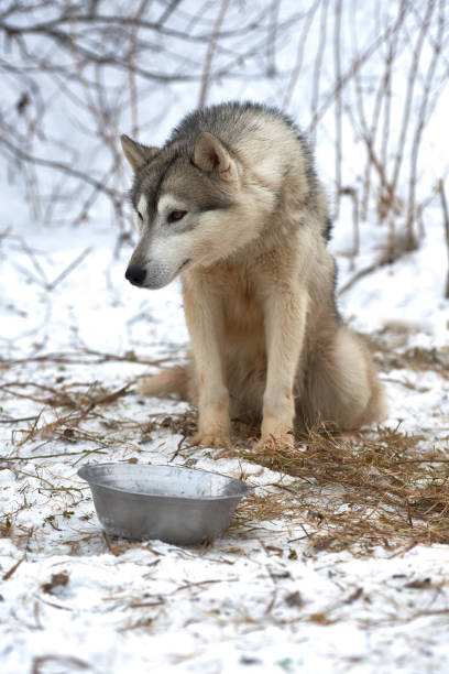 겨울에는 자연에서 malamute 알래스카 - danny dog 뉴스 사진 이미지