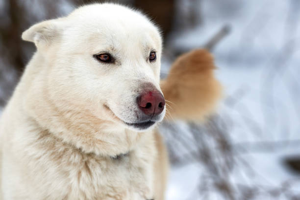 冬時間では、自然のアラスカン ・ マラミュート。 - danny dog ストックフォトと画像