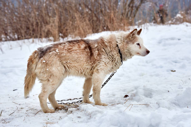 冬時間では、自然のアラスカン ・ マラミュート。 - danny dog ストックフォトと画像