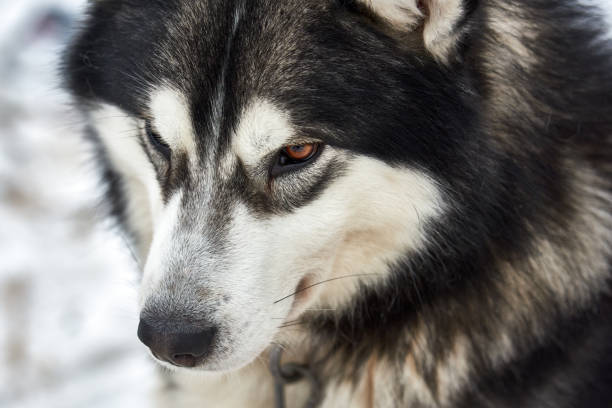 istock Close up on  a beautiful husky dog. 641735208