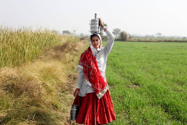 Young women of Indian ethnicity standing in the field wearing Traditional Indian dress Ghaghra & Choli. She is carrying food Tiffin on her head & going to field.
