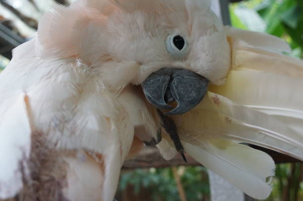 istock cockatoo white sitting on a branch and cleans feathers 641737248