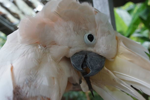 istock cockatoo white sitting on a branch and cleans feathers 641737268