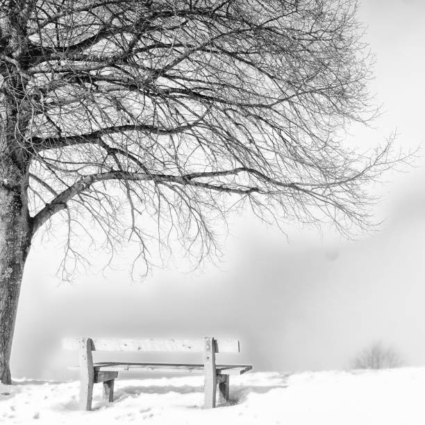 istock bench, foggy winter day 641737820