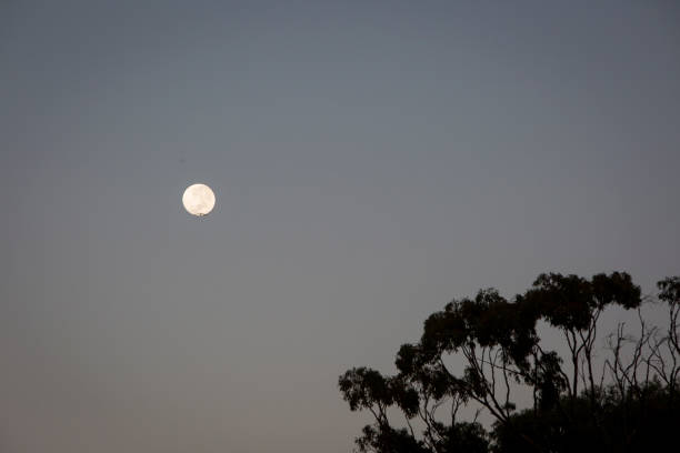 istock Early morning full moon through the trees 641737960