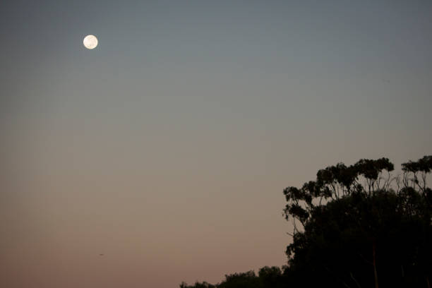 istock Early morning full moon above the trees 641737990