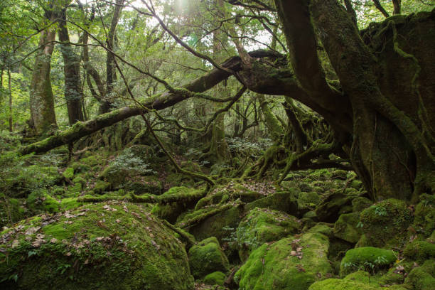 istock Moss forest in Shiratani Unsuikyo, Yakushima, Japan 641743614