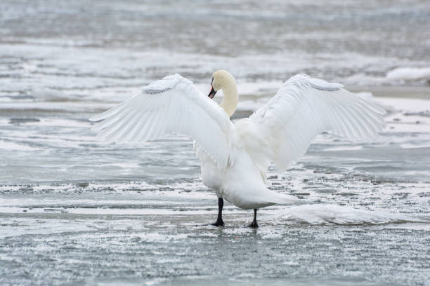 istock White swan on ice frozen sea. Winter. 641744304