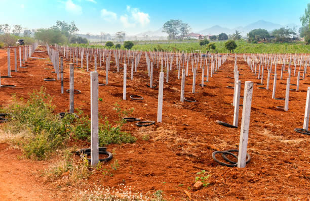istock Tillage for dragon fruits 641744482