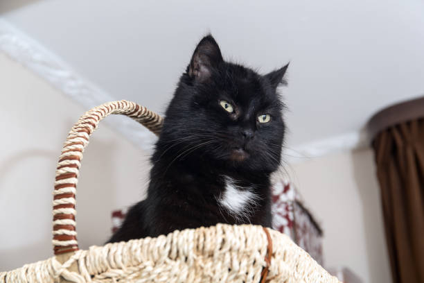 istock black domestic cat closeup 641744822