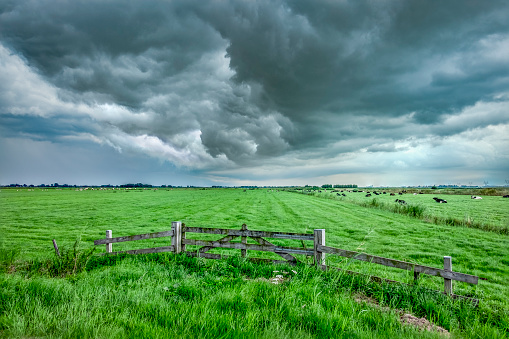 Storm clouds chasing over the fresh green meadows behind a gate with some cows in the background. The dark thunderstorm clouds are drifting over the fields.