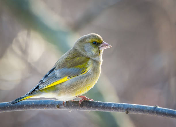 istock Green finch 641745602