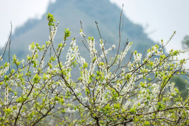 istock Plum flowers in garden 641745796