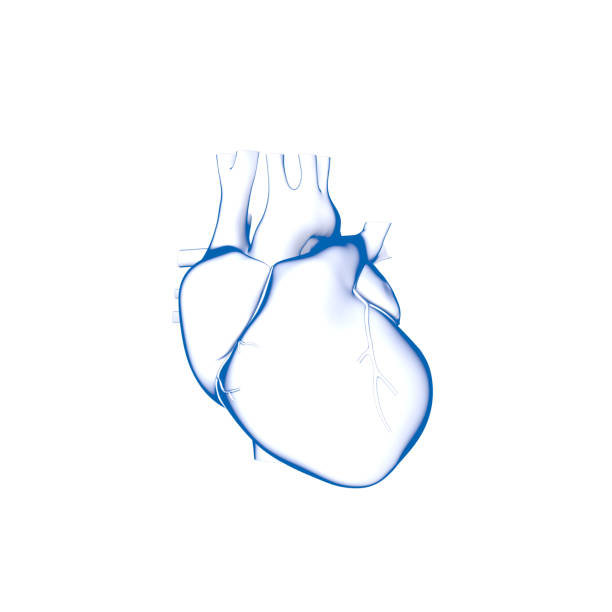 menschliches herz, medizinische illustration - human cardiovascular system fotos stock-fotos und bilder