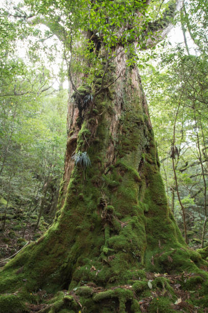 Moss Covered Yakusugi trees in Shiratani Unsuikyo, Yakushima, Japan stock photo