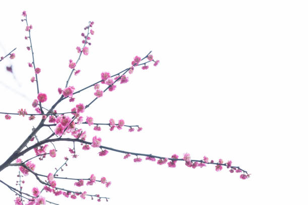 istock red plum blooming in with white background 641746488