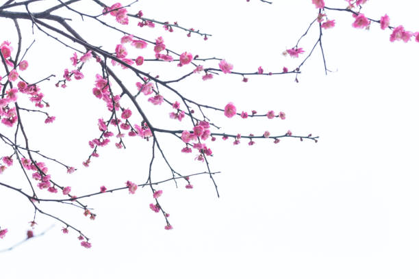 istock red plum blooming in with white background 641746770