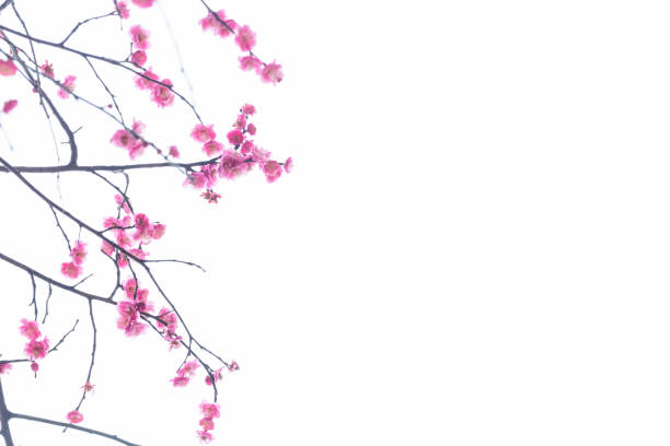 istock red plum blooming in with white background 641746776