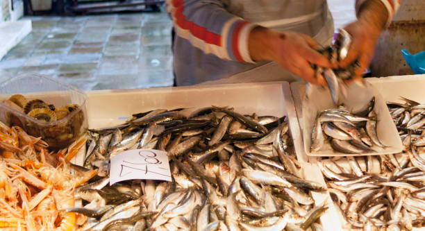 istock Close-up of fish and shrimps 641746786