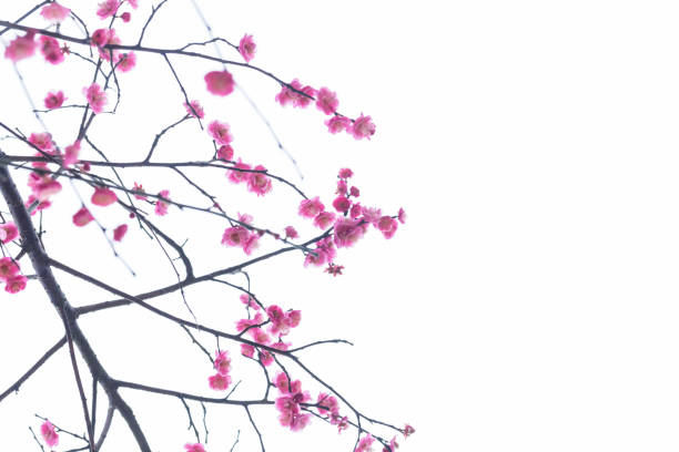istock red plum blooming in with white background 641746788