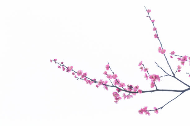 istock red plum blooming in with white background 641746812