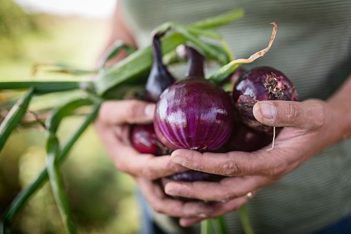 Bunch of freshly picked, organic red onions, picked from a market gardenn on the island of Møn in Denmark.