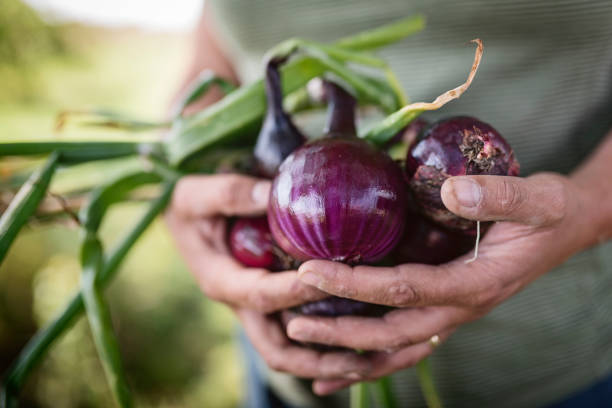 фермер холдинг куча свежесобранного красного лука. - spanish onion стоковые фото и изображения