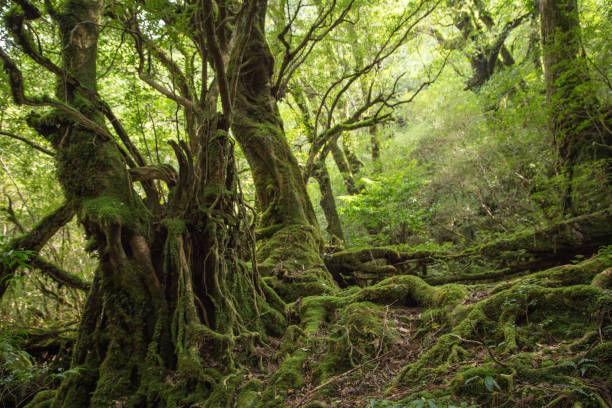 istock Moss forest in Shiratani Unsuikyo, Yakushima, Japan 641747222