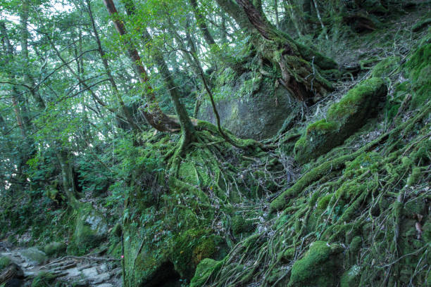 istock Moss forest in Shiratani Unsuikyo, Yakushima, Japan 641747332