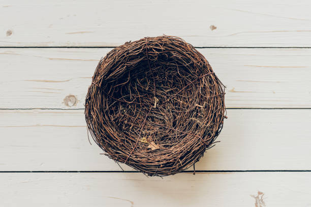 istock Blank nest on wood background 641748554