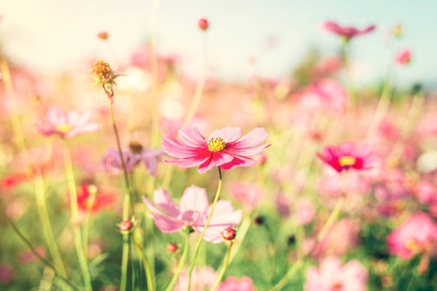 istock Field pink cosmos flower with vintage toned. 641748588