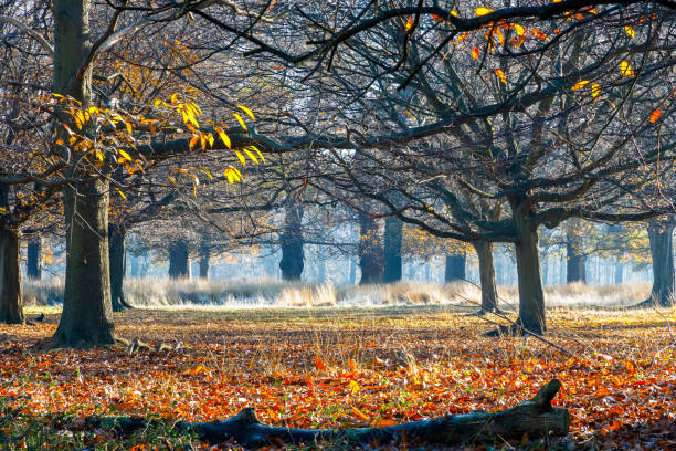 Woods in Richmond Park Woods in Richmond Park, London richmond park stock pictures, royalty-free photos & images