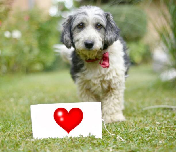 istock The cute black and white adopted dog and paper with text 641751748