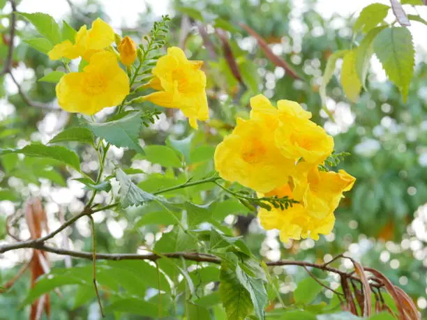 Yellow trumpetbush, Yellow elder, Trumpetbush, Trumpetflower, Yellow trumpet-flower